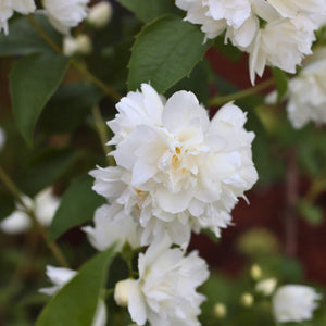 Philadelphus 'Snowbelle' Shrubs
