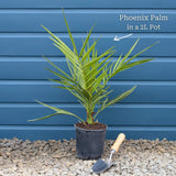 Canary Island Date Palm | Phoenix canariensis Shrubs