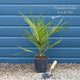 Canary Island Date Palm | Phoenix canariensis Shrubs