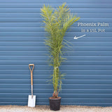 Canary Island Date Palm | Phoenix canariensis Shrubs