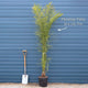 Canary Island Date Palm | Phoenix canariensis Shrubs