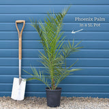 Canary Island Date Palm | Phoenix canariensis Shrubs