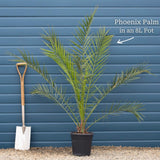 Canary Island Date Palm | Phoenix canariensis Shrubs