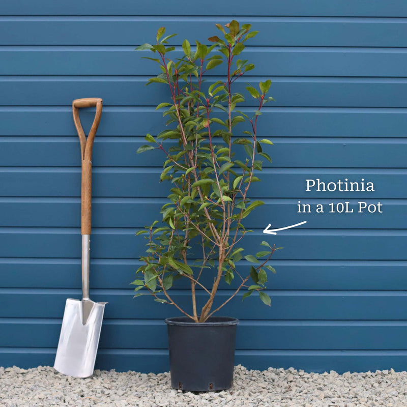 Photinia 'Red Robin' Shrubs