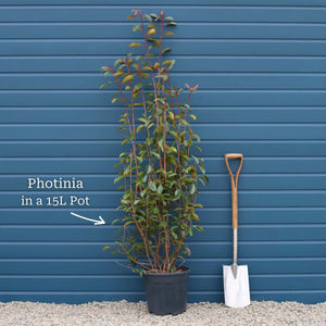 Photinia 'Red Robin' Shrubs