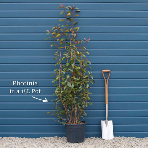 Photinia 'Red Robin' Shrubs