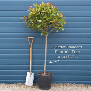 Photinia 'Red Robin' Patio Tree Ornamental Trees