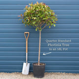 Photinia 'Red Robin' Patio Tree Ornamental Trees