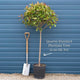 Photinia 'Red Robin' Patio Tree Ornamental Trees