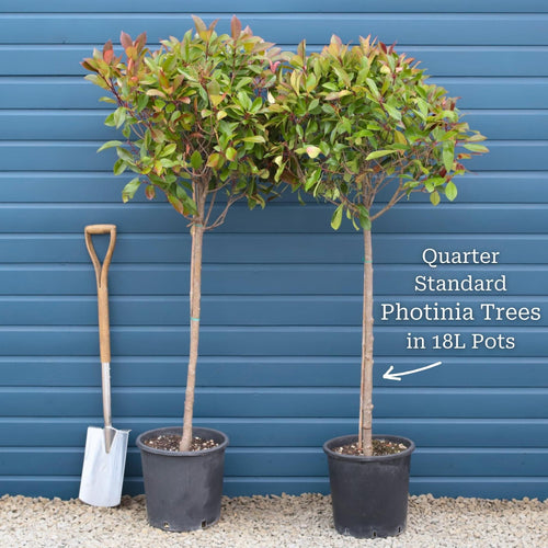 Photinia 'Red Robin' Patio Tree Ornamental Trees