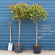 Photinia 'Red Robin' Patio Tree Ornamental Trees