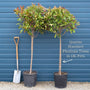 Photinia 'Red Robin' Patio Tree Ornamental Trees