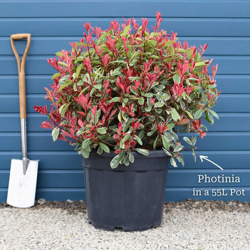 Photinia 'Pink Marble' Shrubs