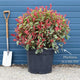 Photinia 'Pink Marble' Shrubs