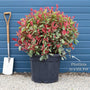 Photinia 'Pink Marble' Shrubs
