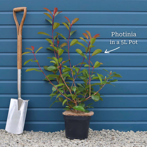 Photinia 'Red Robin' Shrubs