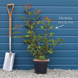 Photinia 'Red Robin' Shrubs