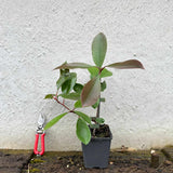 Photinia 'Red Robin' Shrubs