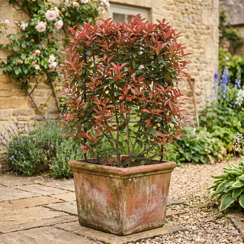 Photinia 'Compacta' | Iron Frame Trellis Ornamental Trees
