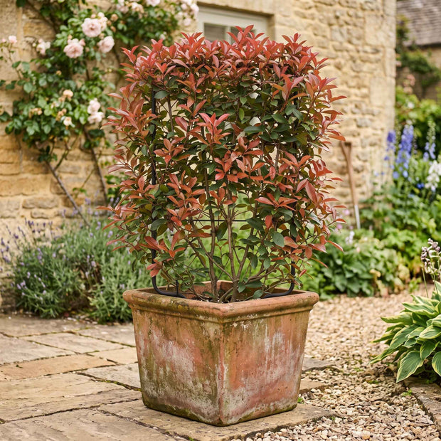 Photinia 'Compacta' | Iron Frame Trellis Ornamental Trees