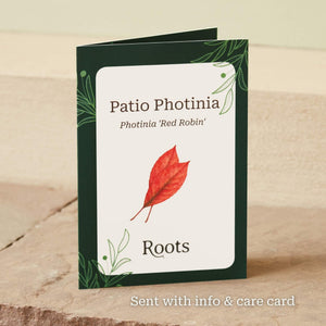 The Patio Photinia Tree Gift Gift Option