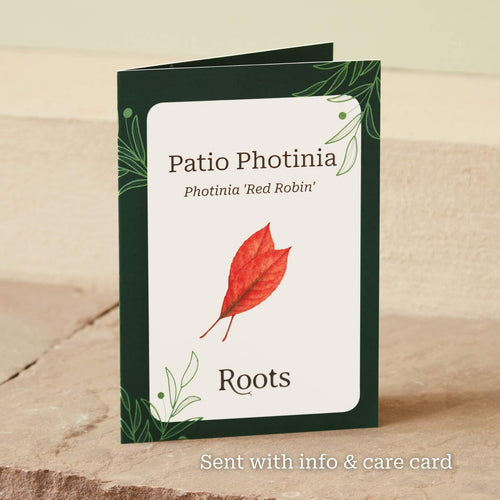 The Patio Photinia Tree Gift Gift Option