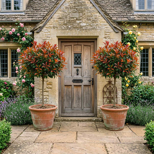 Patio Photinia Tree | Photinia × fraseri 'Carré Rouge' Shrubs