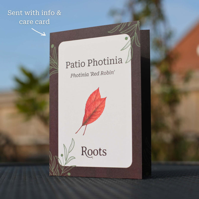 Patio Photinia Tree Gift Gift Option