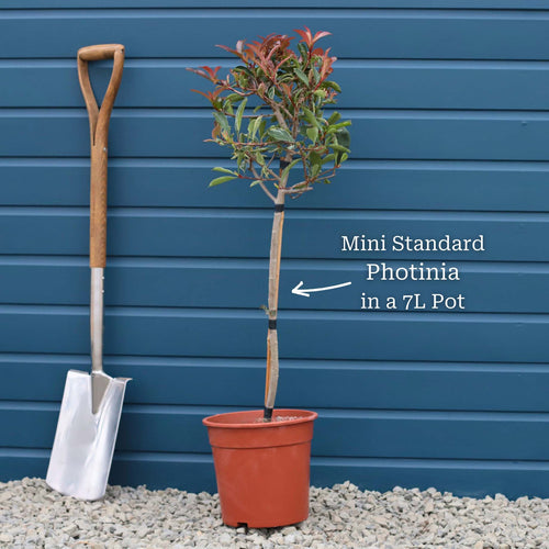 Photinia 'Pink Marble' Shrubs