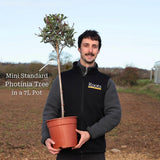 Photinia 'Pink Marble' Shrubs