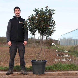 Photinia 'Red Robin' Shrubs