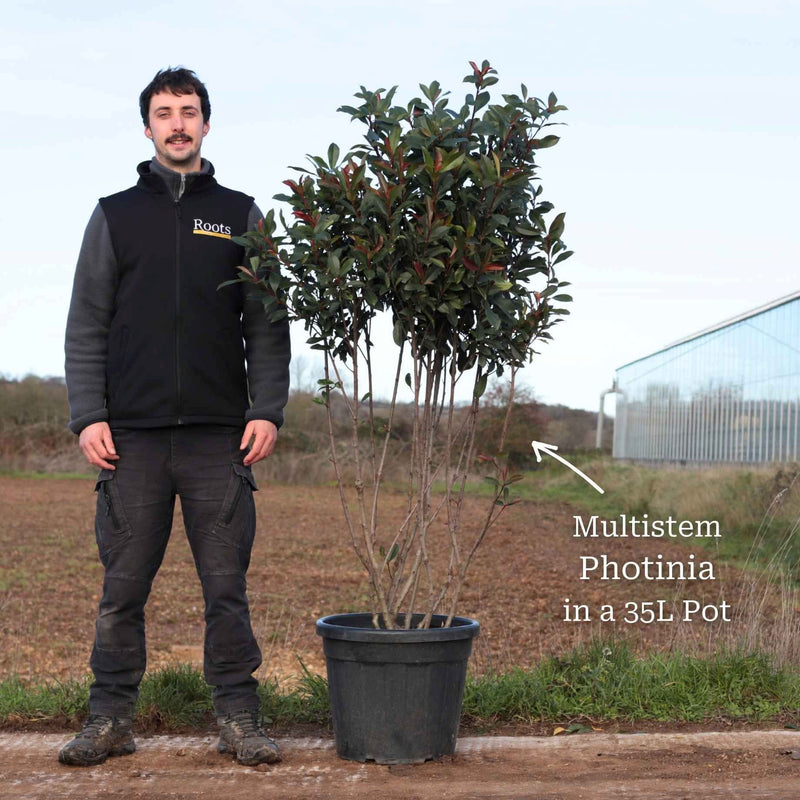 Photinia 'Red Robin' Shrubs