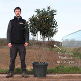 Photinia 'Red Robin' Shrubs
