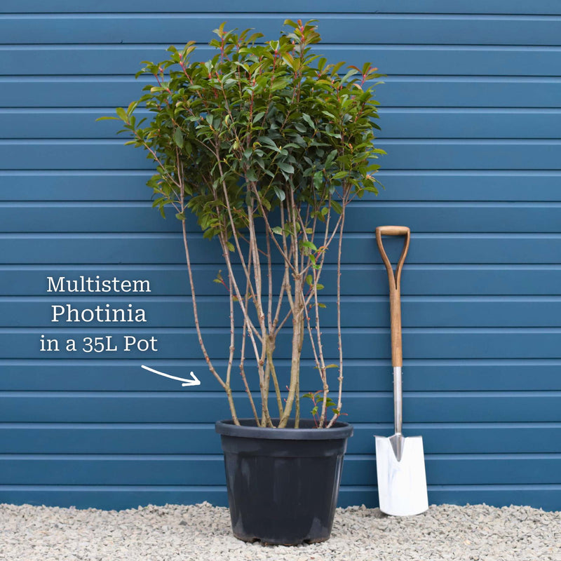 Photinia 'Red Robin' Shrubs