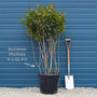 Photinia 'Red Robin' Shrubs