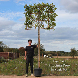 Pleached Photinia Tree | Photinia x fraseri 'Red Robin' Ornamental Trees