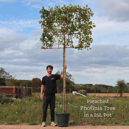 Pleached Photinia Tree | Photinia x fraseri 'Red Robin' Ornamental Trees