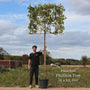 Pleached Photinia Tree | Photinia x fraseri 'Red Robin' Ornamental Trees