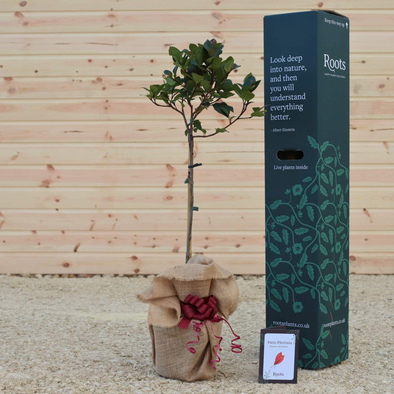 Patio Photinia Tree Gift Gift Option