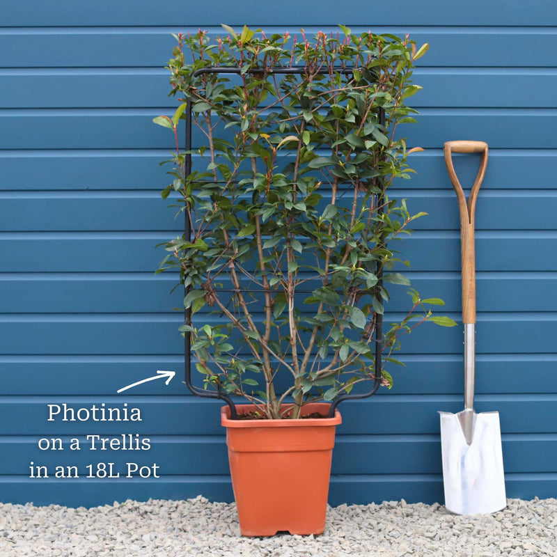 Photinia 'Compacta' | Iron Frame Trellis Ornamental Trees