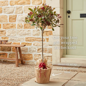 Photinia 'Pink Marble' Shrubs