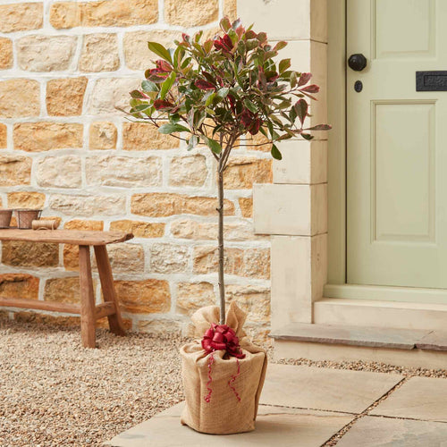 The Patio Photinia Tree Gift Gift Option