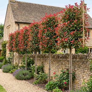 Pleached Photinia Tree | Photinia x fraseri 'Red Robin' Ornamental Trees