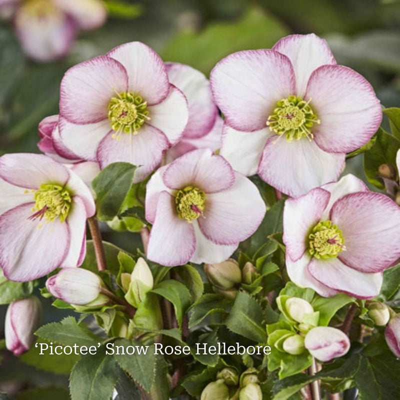 Hellebore Gift Gift Option
