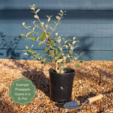 Pineapple Guava Plant | Feijoa sellowiana 'Triumph' Soft Fruit
