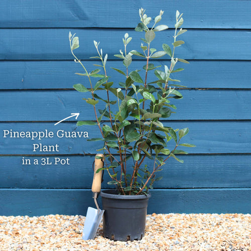 Pineapple Guava Plant | Feijoa sellowiana Soft Fruit