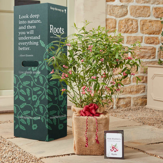 The Pink Blueberry Plant Gift Gift Option