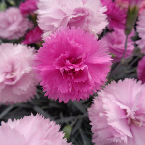 Dianthus 'Scented Pink Celebration' Perennial Bedding