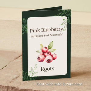 The Pink Blueberry Plant Gift Gift Option