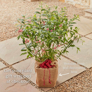 'Pink Lemonade' Blueberry Bush Soft Fruit